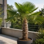 Palma konopná (Trachycarpus fortunei) - výška 20-30 cm, kont. C3L ( -17°C)